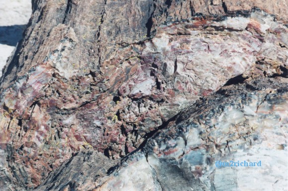 Holbrook Area/holbrook-petrified-2.jpg