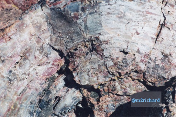 Holbrook Area/holbrook-petrified-3.jpg
