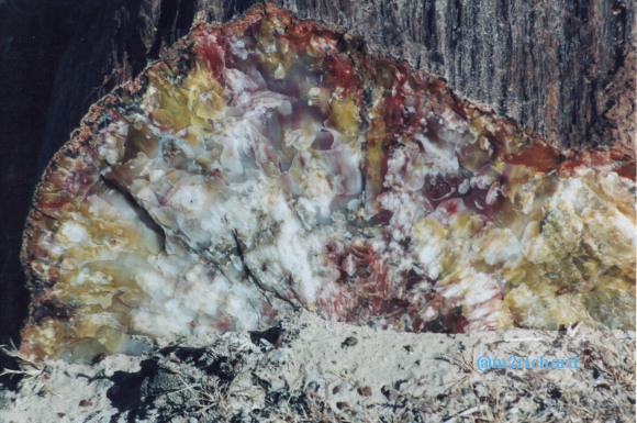 Holbrook Area/holbrook-petrified-4.jpg