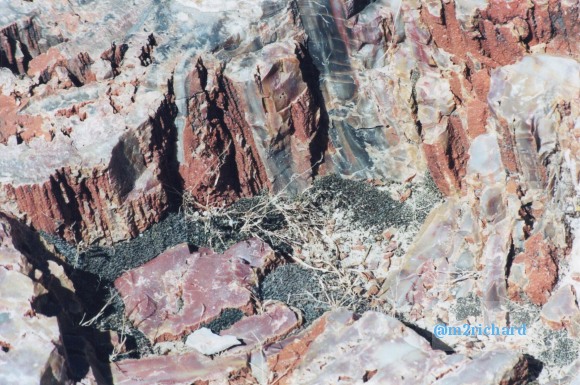 Holbrook Area/holbrook-petrified.jpg
