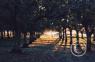 Scenes along the highway/almond-trees-CA.jpg