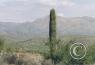 Scenes along the highway/cactus-AZ-1.jpg