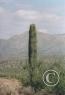 Scenes along the highway/cactus-AZ.jpg
