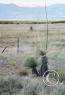 Scenes along the highway/desert-grass.jpg