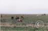 Scenes along the highway/horses-NE-08-3.jpg
