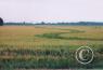 Scenes along the highway/ricefield-AR.jpg