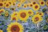 Scenes along the highway/sunflower-SD-1.jpg