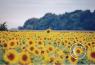 Scenes along the highway/sunflower-SD-2.jpg