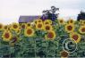 Scenes along the highway/sunflower-SD.jpg