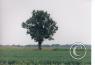 Scenes along the highway/tree-AR-1.jpg