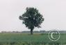 Scenes along the highway/tree-AR.jpg
