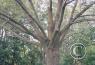 Scenes along the highway/tree-LA.jpg