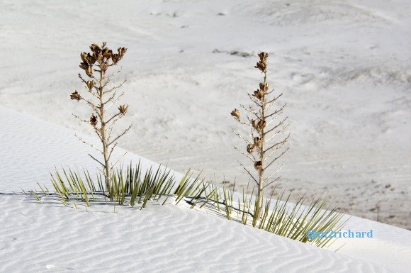 2010-12-13 Dec-WhiteSands/Dec-WhiteSands 071.JPG