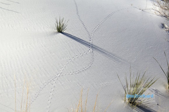 2010-12-13 Dec-WhiteSands/Dec-WhiteSands 150.JPG