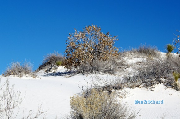 2010-12-13 Dec-WhiteSands/Dec-WhiteSands 183.JPG