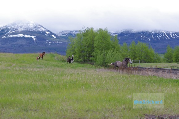 Wild Horses in northwest Montana/Montana-hwy-2 069.JPG