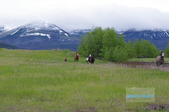 Wild Horses in northwest Montana/Montana-hwy-2 070.JPG