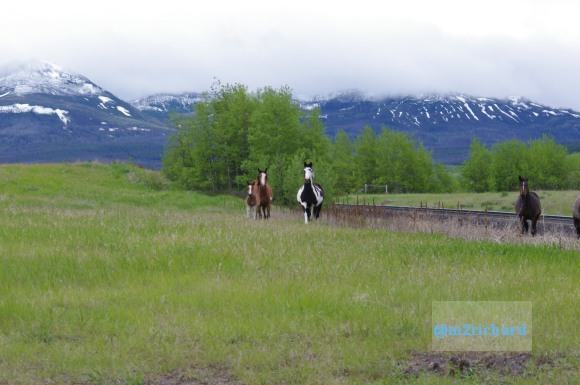 Wild Horses in northwest Montana/Montana-hwy-2 071.JPG