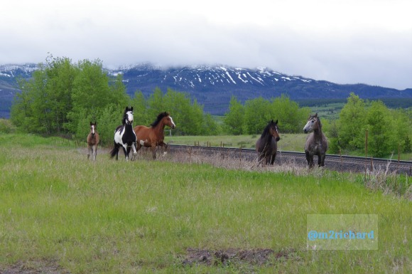 Wild Horses in northwest Montana/Montana-hwy-2 072.JPG