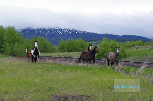 Wild Horses in northwest Montana/Montana-hwy-2 073.JPG
