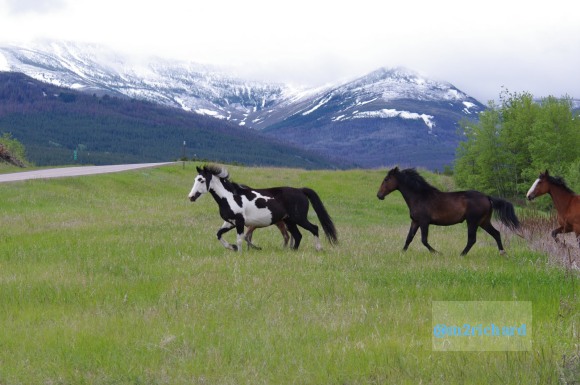 Wild Horses in northwest Montana/Montana-hwy-2 074.JPG