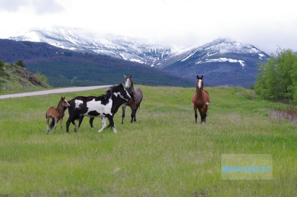 Wild Horses in northwest Montana/Montana-hwy-2 075.JPG