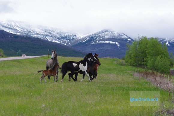 Wild Horses in northwest Montana/Montana-hwy-2 076.JPG