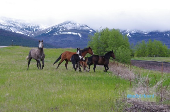 Wild Horses in northwest Montana/Montana-hwy-2 077.JPG