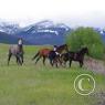 Wild Horses-MT