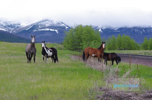Wild Horses in northwest Montana/Montana-hwy-2 078.JPG