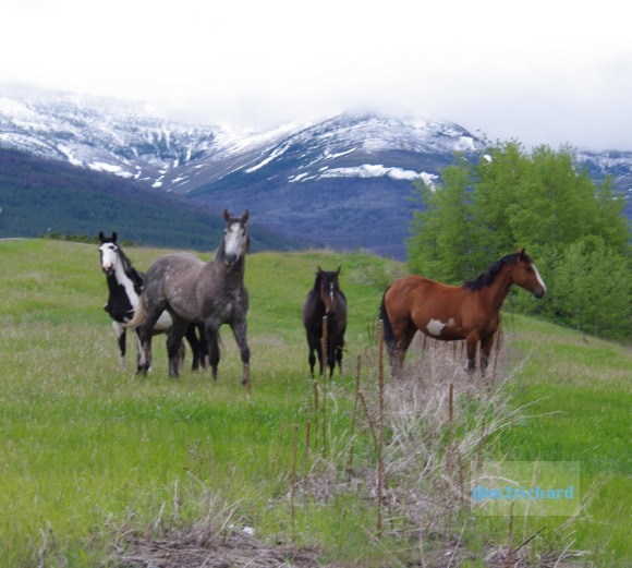 Wild Horses in northwest Montana/Montana-hwy-2 079.JPG