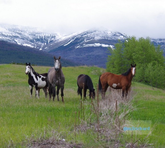 Wild Horses in northwest Montana/Montana-hwy-2 080.JPG