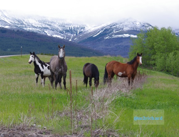 Wild Horses in northwest Montana/Montana-hwy-2 081.JPG