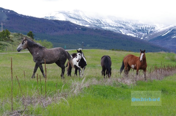 Wild Horses in northwest Montana/Montana-hwy-2 082.JPG