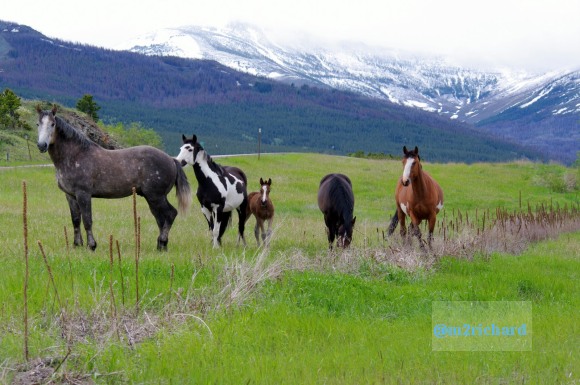 Wild Horses in northwest Montana/Montana-hwy-2 083.JPG