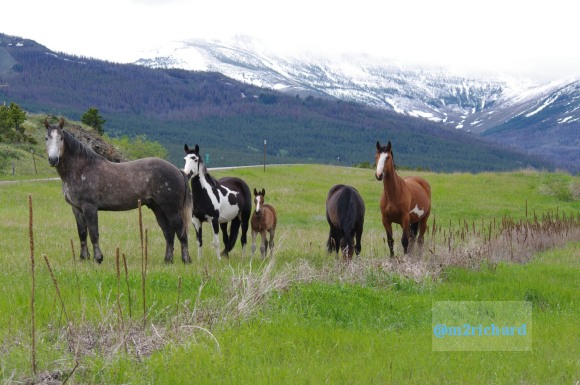 Wild Horses in northwest Montana/Montana-hwy-2 084.JPG