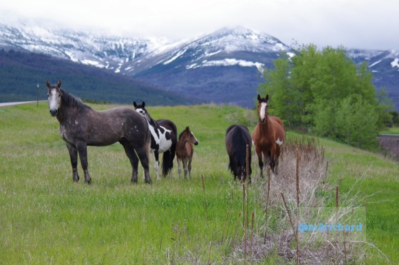 Wild Horses in northwest Montana/Montana-hwy-2 085.JPG