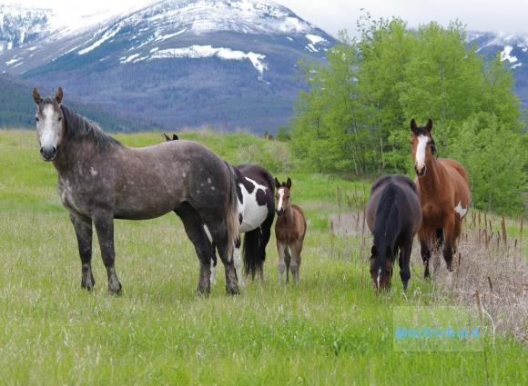 Wild Horses in northwest Montana/Montana-hwy-2 086.JPG