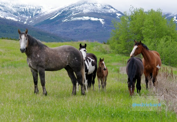 Wild Horses in northwest Montana/Montana-hwy-2 087.JPG