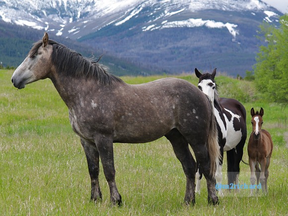 Wild Horses in northwest Montana/Montana-hwy-2 088.JPG