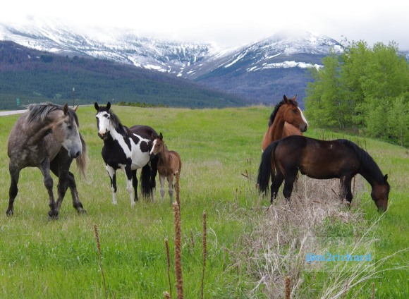 Wild Horses in northwest Montana/Montana-hwy-2 089.JPG