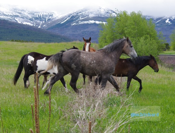 Wild Horses in northwest Montana/Montana-hwy-2 090.JPG