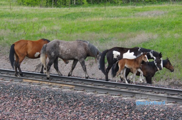 Wild Horses in northwest Montana/Montana-hwy-2 091.JPG