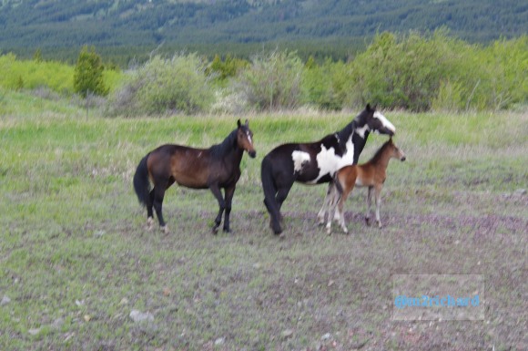 Wild Horses in northwest Montana/Montana-hwy-2 092.JPG