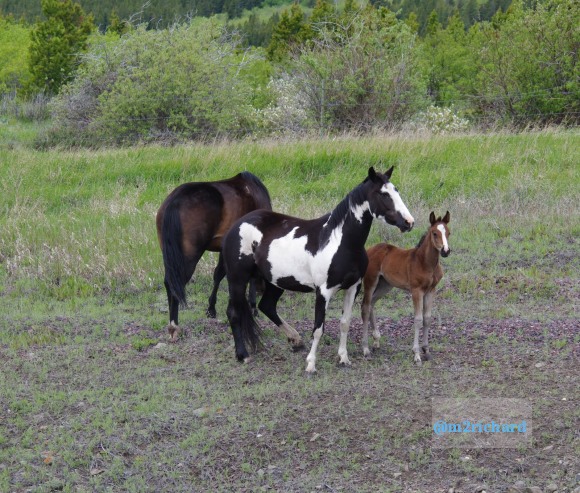Wild Horses in northwest Montana/Montana-hwy-2 093.JPG