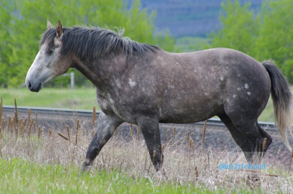 Wild Horses in northwest Montana/Montana-hwy-2 094.JPG