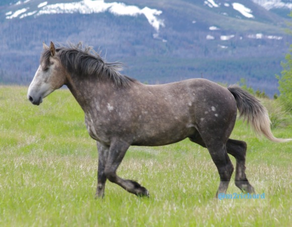 Wild Horses in northwest Montana/Montana-hwy-2 095.JPG