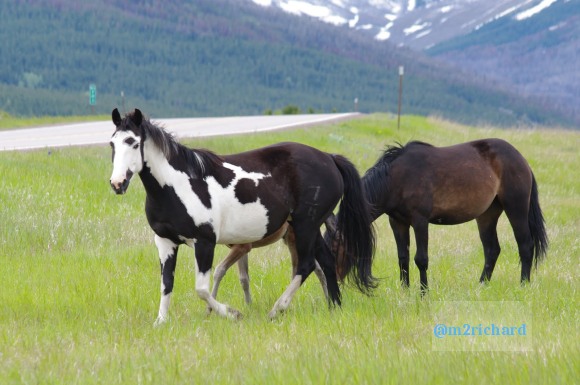 Wild Horses in northwest Montana/Montana-hwy-2 096.JPG