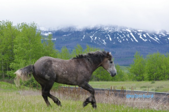 Wild Horses in northwest Montana/Montana-hwy-2 097.JPG
