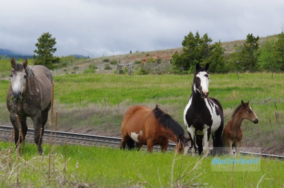Wild Horses in northwest Montana/Montana-hwy-2 098.JPG